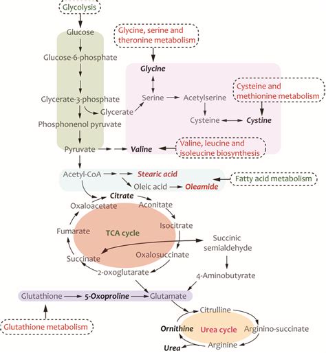 The metabolic pathways distributed in the human. Metabolic pathways are ...