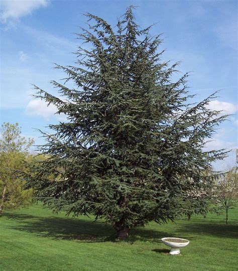 CEDRUS atlantica / CEDRE DE L'ATLAS