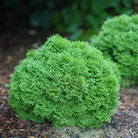 15 Small Evergreen Shrubs for Your Garden | Garden Design