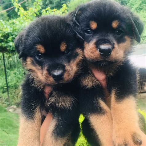 Rottweiler Male Puppy – Pet Store Nepal