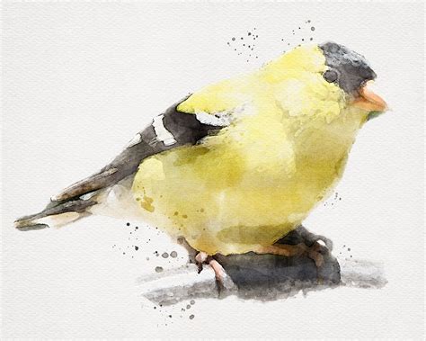 GOLDFINCH Painting Goldfinch Watercolor Gold Finch - Etsy