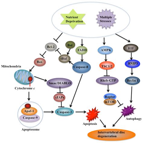 Molecular mechanisms of cell death in intervertebral disc degeneration ...