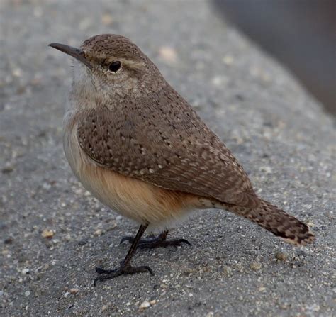 Rock Wren | San Diego Bird Spot