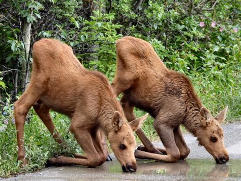 Orphaned moose calves may have adoptive mother | Kris Capps | newsminer.com