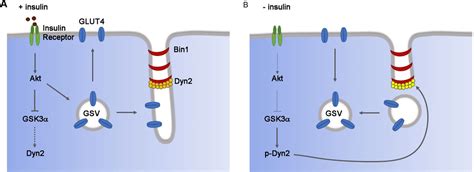 Glut4 Structure