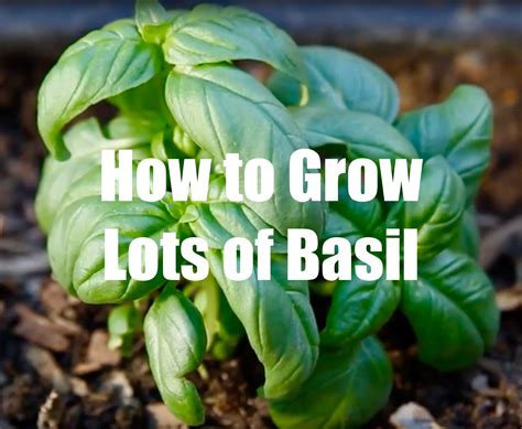Basil Care from Seed to Food - TOP