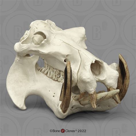 Hippopotamus Skull - Bone Clones - Osteological Reproductions