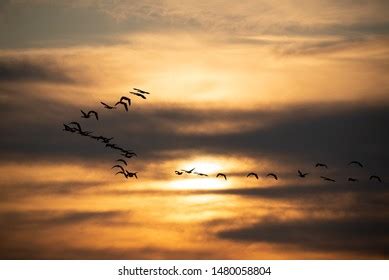 Flock Geese Flying Sunset Stock Photo (Edit Now) 1480058804