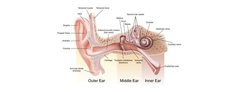 The Anatomy of the Hearing System – Marin Hearing Center