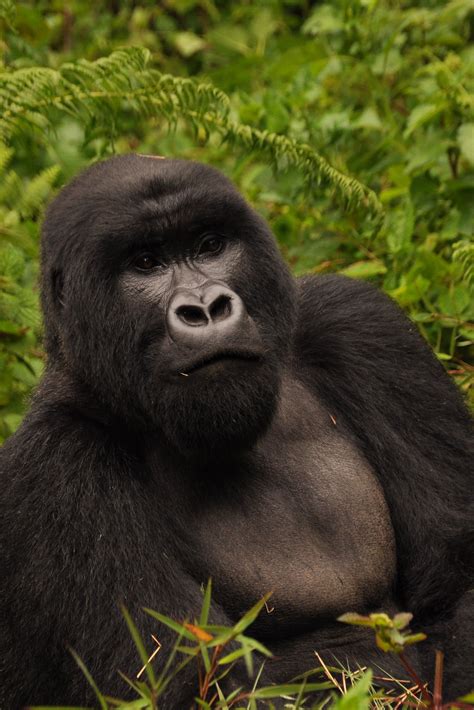 Mountain #gorilla in Volcanoes National Park, #Rwanda. Primates ...