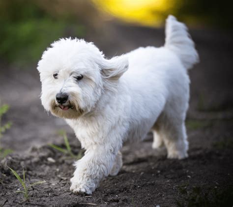 40+ Fluffy Dog Breeds That'll Melt Your Heart (Small, Medium, and Large ...