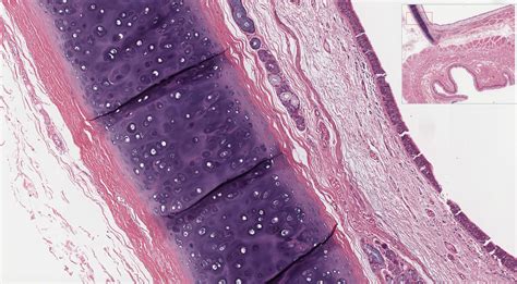 Respiratory System | histology