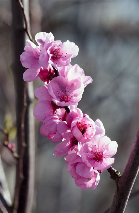 Pink Cherry Blossom Flowers Free Stock Photo - Public Domain Pictures