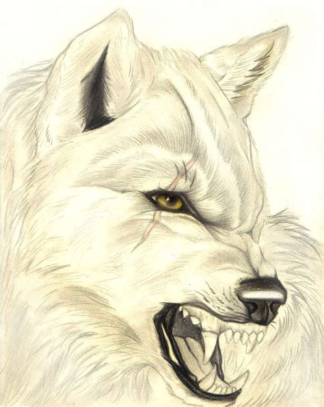 Snarling Wolf Sketch | Animal drawings, Wolf sketch, Canine art