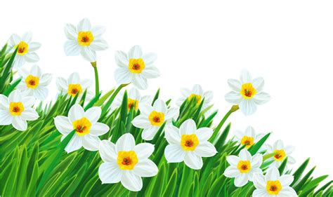 Transparent Grass with Daffodils Clipart | Цветочные картины, Цветочное искусство, Фотографии цветов