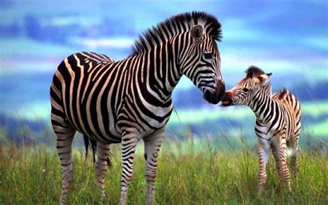 Amazing Facts: Zebra