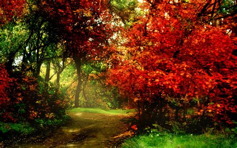 Autumn Forest Path: HD Wallpaper