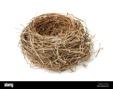 Parent on nest Cut Out Stock Images & Pictures - Alamy