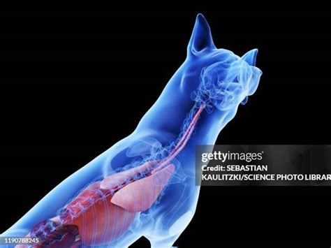 49 Dog Stomach Anatomy Stock Photos, High-Res Pictures, and Images ...