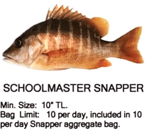 Schoolmaster Snapper - Stella Fishing Co.