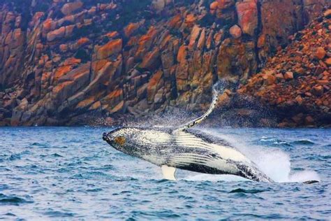 From Coles Bay: Wineglass Bay Cruise with Lunch | GetYourGuide