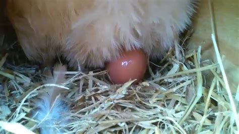 Our chicken laying an egg - YouTube