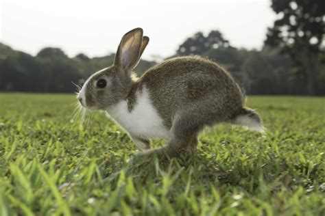 30 Cute Bunny Pictures to Make You Smile — Adorable Bunnies