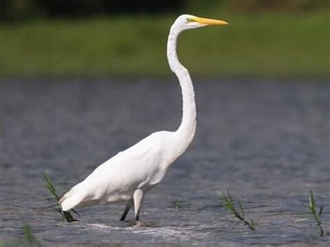 27 Birds With White Heads (With Photos) - Animal Hype