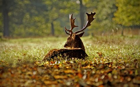 Animals in Autumn — осень в мире животных