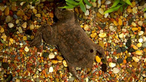 Surinam Toad | San Diego Zoo Animals & Plants