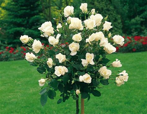 Quiet Corner:Which Types of Roses Are Right for Your Garden? - Quiet Corner