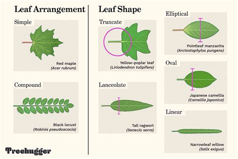 Tree Leaf Chart: Shape, Margin, and Venation