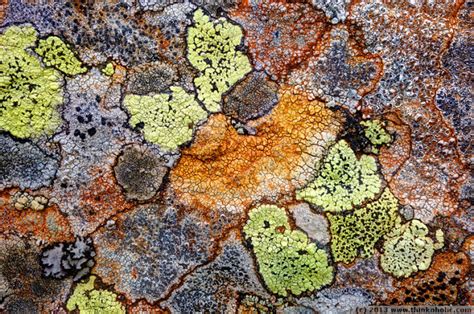 photo: lichen scramble | thinkoholic.com