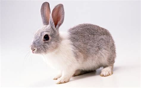 Grey Rabbit wallpaper | animals | Wallpaper Better