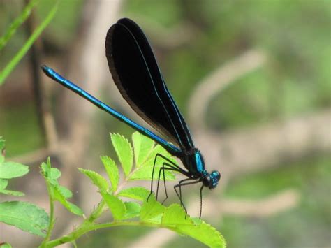 Blue Dragonfly | Smithsonian Photo Contest | Smithsonian Magazine