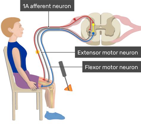 Stretch reflex (myotatic reflex): Definition, pathway | GetBodySmart