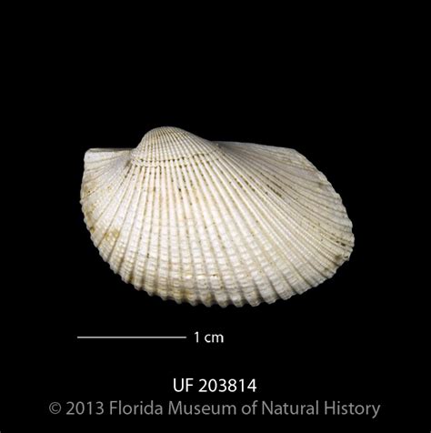 Fossil Friday 2/12/16: An ark shell – Panama Canal Project (PCP PIRE)