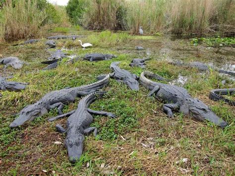 Animali rari e flora rigogliosa all'Everglades National Park di Miami