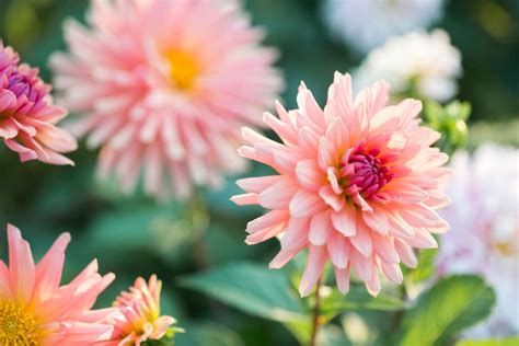 How To Grow And Care For Dahlias In Your Own Flower Garden - Green Garden Cottage