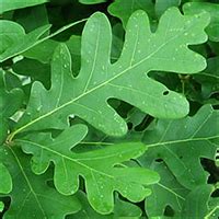 Pictures Of White Oak Leaves : Leaf Peepers Clues To Help Identify White Oaks - 18 pngs about ...