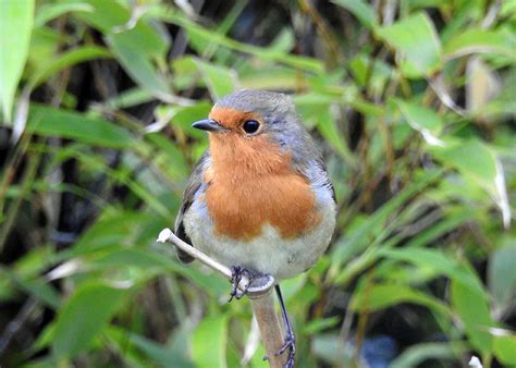 What Is That … Irish Bird? | The Millstone