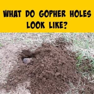 What Do Gopher Holes Look Like? (Pictures + Video!) - Squirrels at the ...