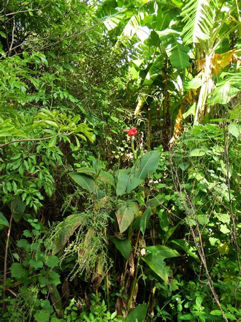 Gardening in the Swamp - ThePrepperProject.com | Benefits of gardening, Growing food, Backyard ...