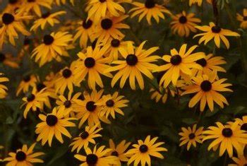 Types of Yellow Daisies With Black Centers | Home Guides | SF Gate