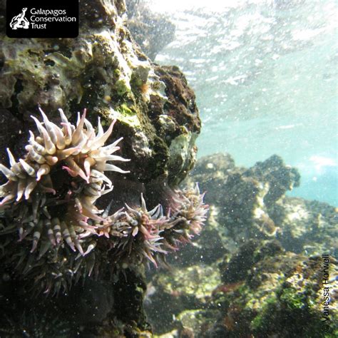 How the global problem of coral bleaching is impacting Galapagos ...