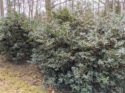 Pruning the Holly - The Martha Stewart Blog