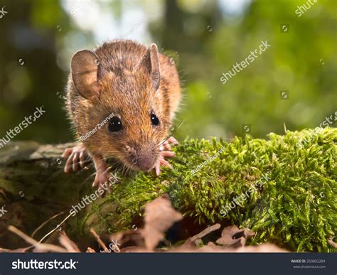 Field Mouse (Apodemus Sylvaticus) On The Forest Floor In It'S Natural ...