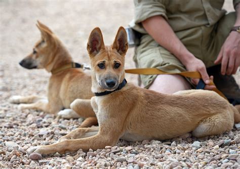 Azaria Chamberlain dingo case: Sister of baby snatched by Australian wild dog becomes dingo ...