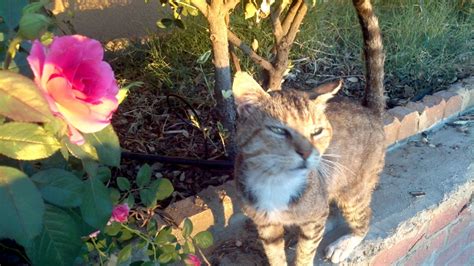 Cat with beautiful rose. | Animals, Pets, Beautiful roses