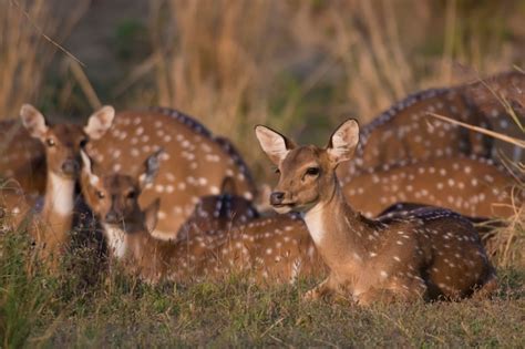 Premium Photo | Chital deer